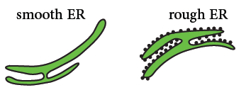 Sketch of a smooth and a rough ER (=endoplasmic reticulum) with the rough ER covered with ribosomes