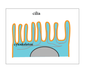 Image of an (epithelial) cell with, along the upper membrane, large cilia are located supported by the cellular cytoskeleton