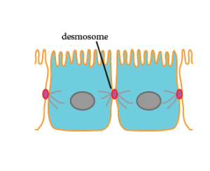 image of two (epithelial) cells connected to each other with a desmosome