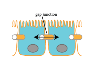 Image of two (epithelial) cells connected to each other by a gap junction through which molecules can diffuse from one cell to its neighbor