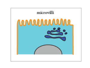 Image of an (epithelial) cell with, along the upper membrane, microvilli are located
