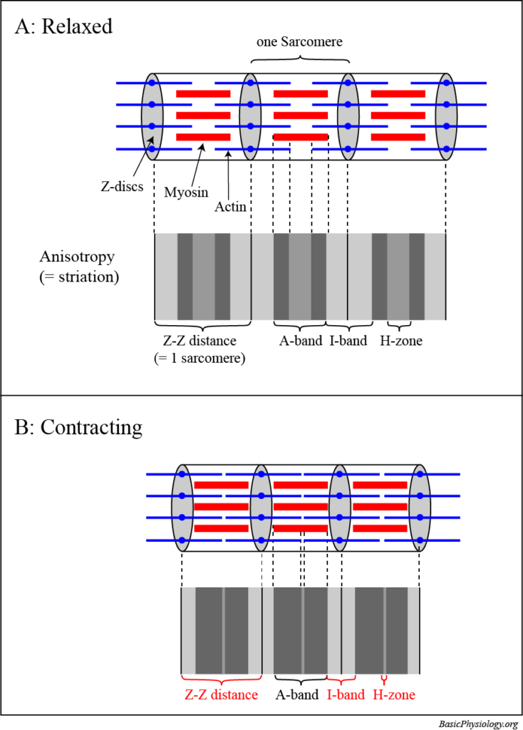 Diagram to show the relationship between the actin and myosin molecules in a relaxed versus a contracting muscle cell