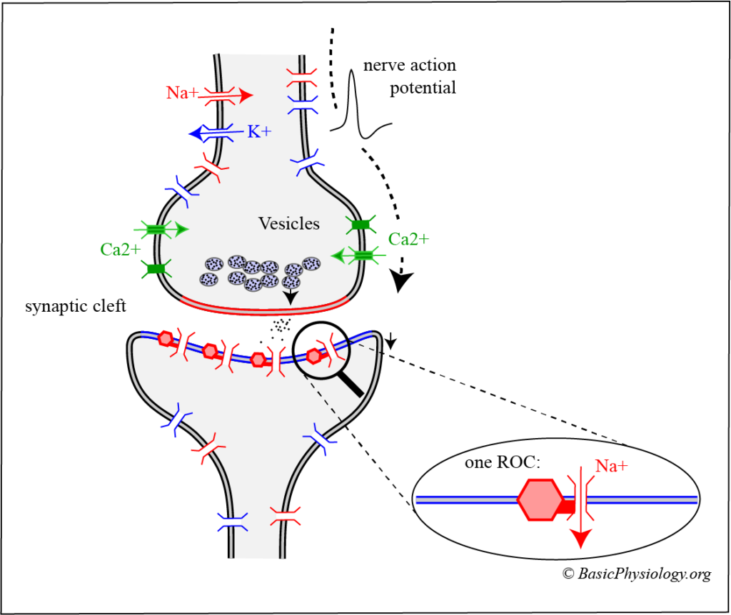 A.3.7. The Chemical Synapse