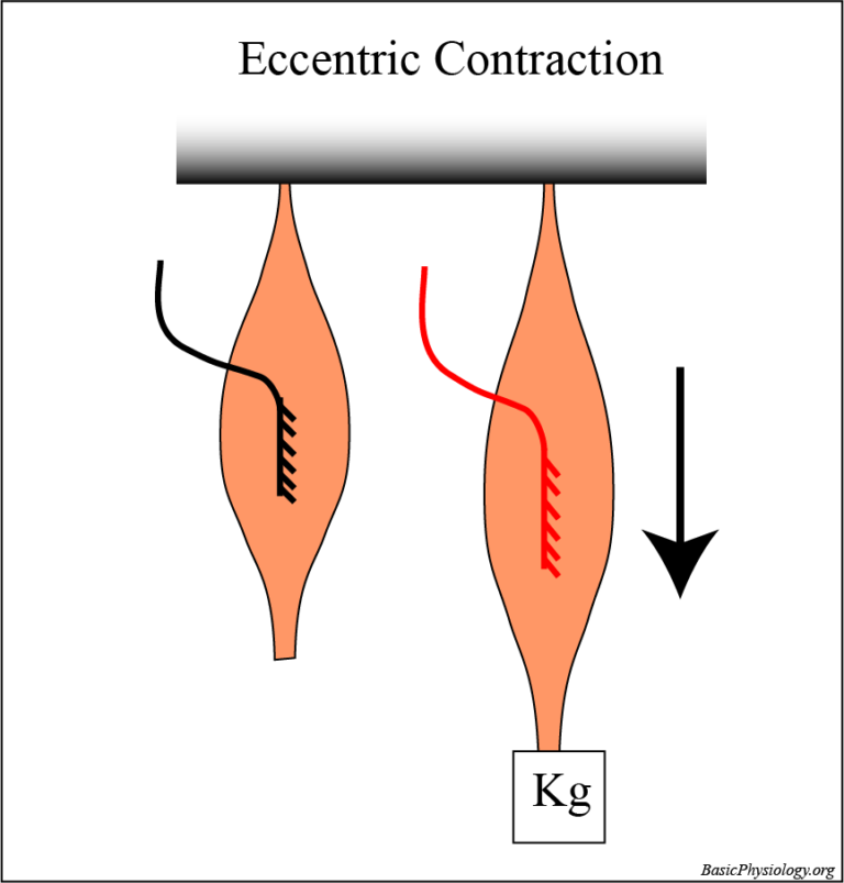 Sketch of an eccentric contraction of a skeletal muscle