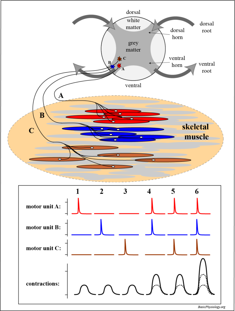 Diagram of a spinal cord and a skeletal muscle to demonstrate the function of three motor units working independently or together
