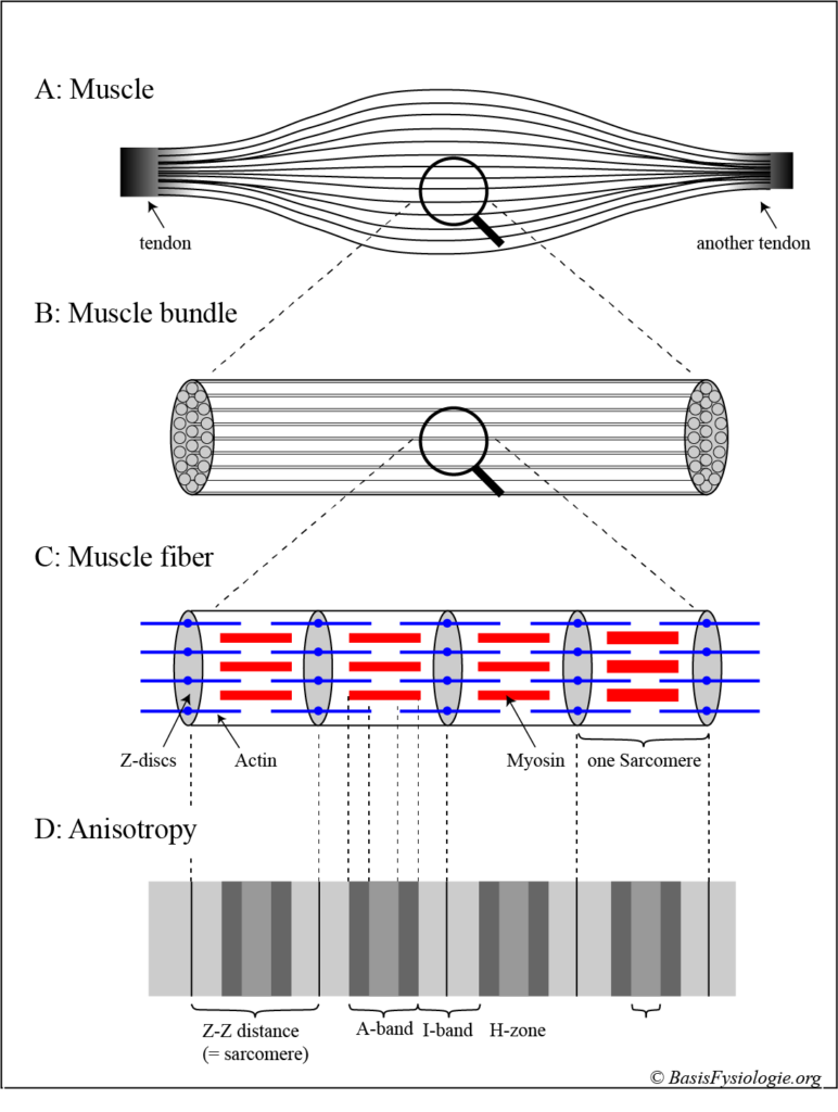 Display of the components of a skeletal muscle: a muscle bundle, a muscle fiber and the anisotropic distribution of the actin and myosin molecules.
