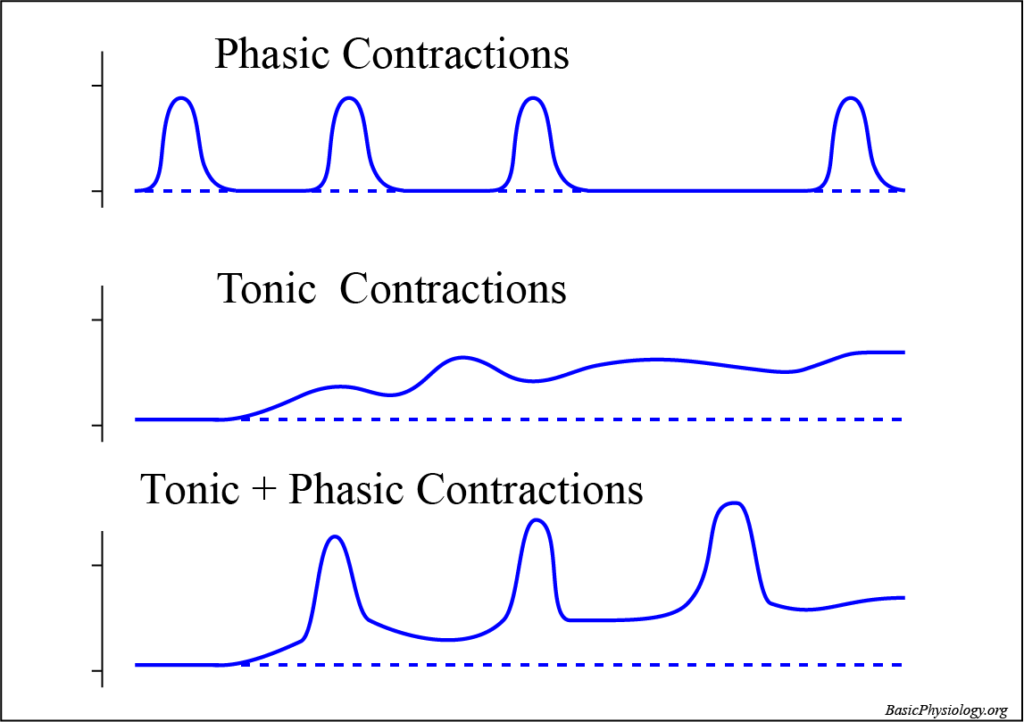 Diagrams that show phasic contractions, tonic contractions and tonic+phasic contractions together