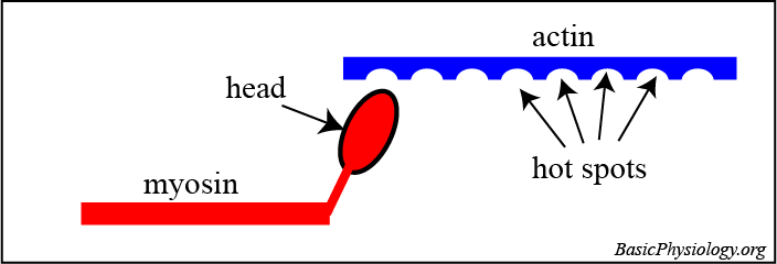Diagram to show the relationship between the head of the myosin molecule and the hot-spots in an actin molecule