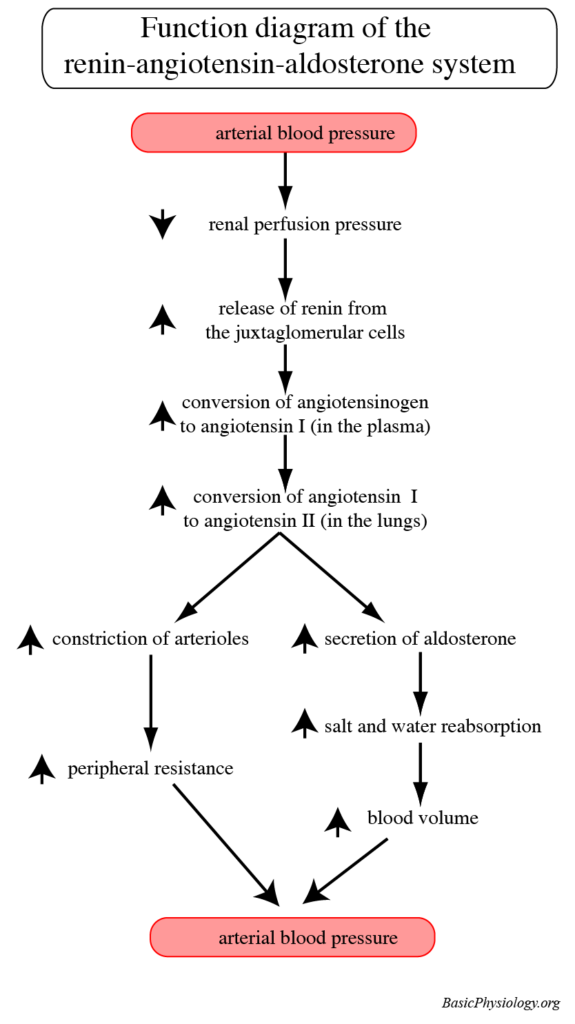 Function diagram of the renin-angiotensin-aldosterone system