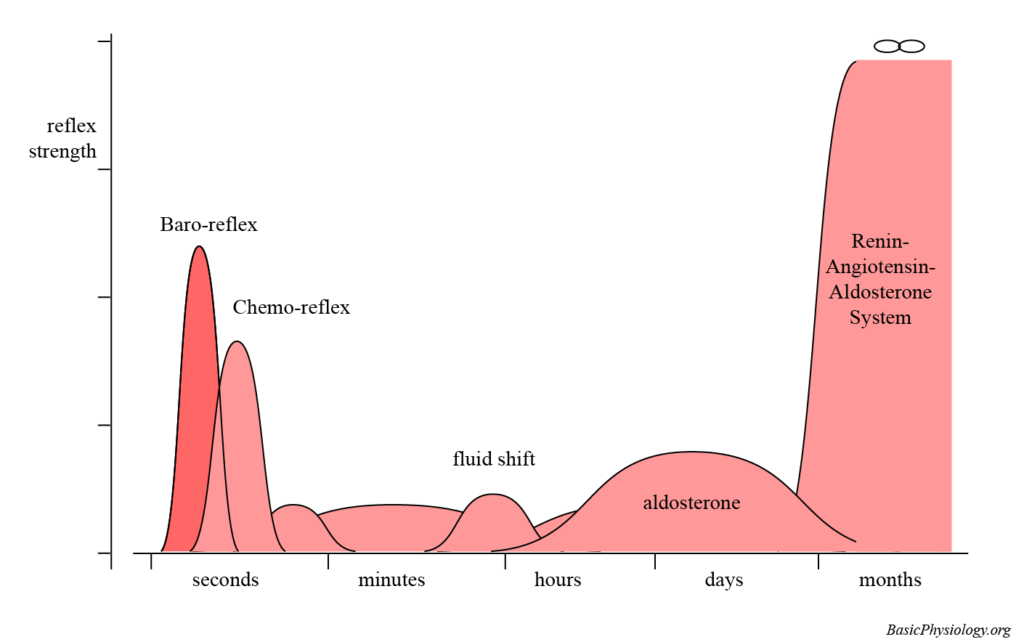 Diagram of all the blood pressure regulators in the human body with their reflex strength and speed of action