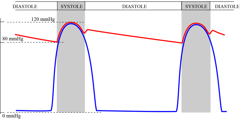 Blood pressures in the ventricles and the aorta during systole and diastole