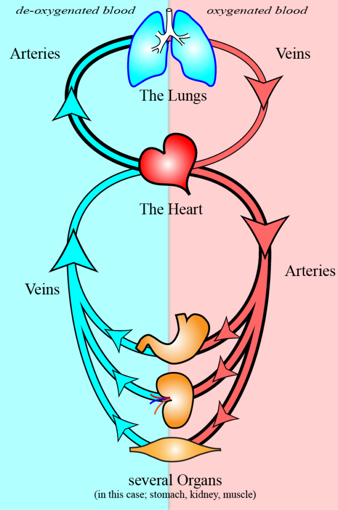 Diagram of the systemic and the pulmonary cardiovascular systems