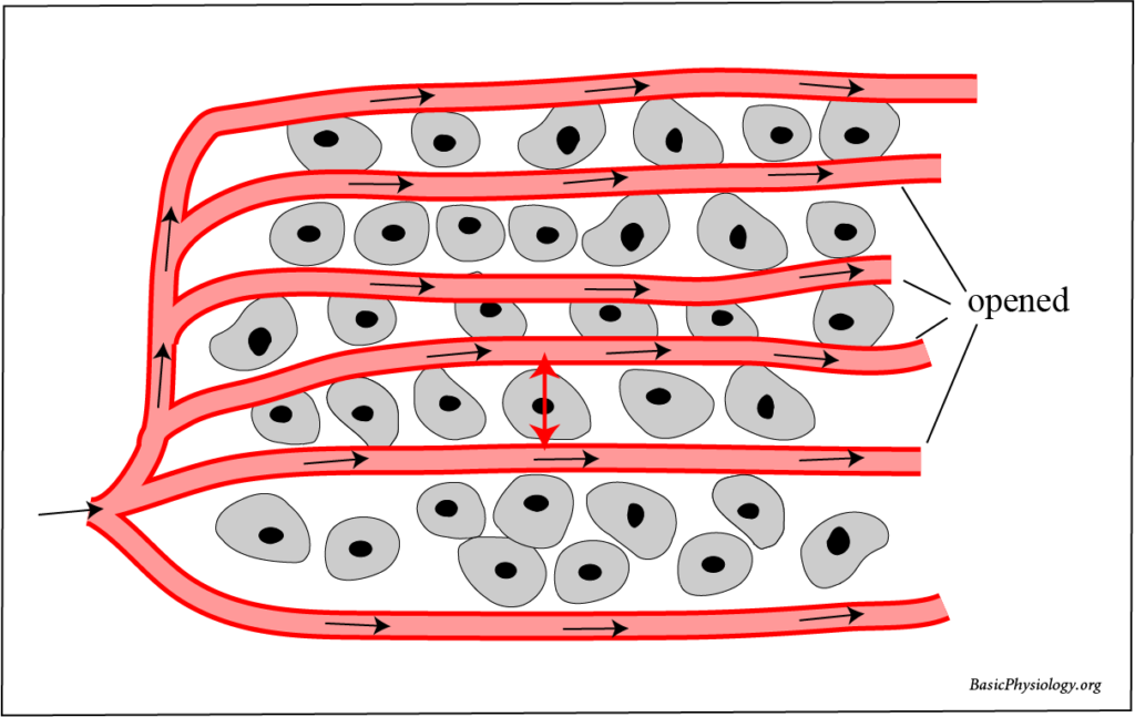 Diagram of the number of capillaries that are open or closed in a skeletal muscle during exercise