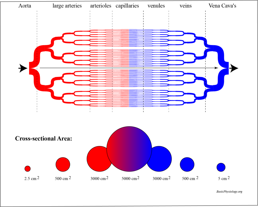 Diagram that shows the cross section through the vascular system; from the aorta, to the capillaries and to the vena cava