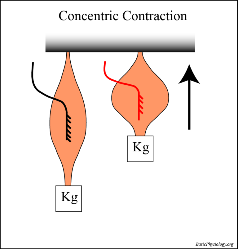 Sketch and animation of a concentric contraction of a skeletal muscle