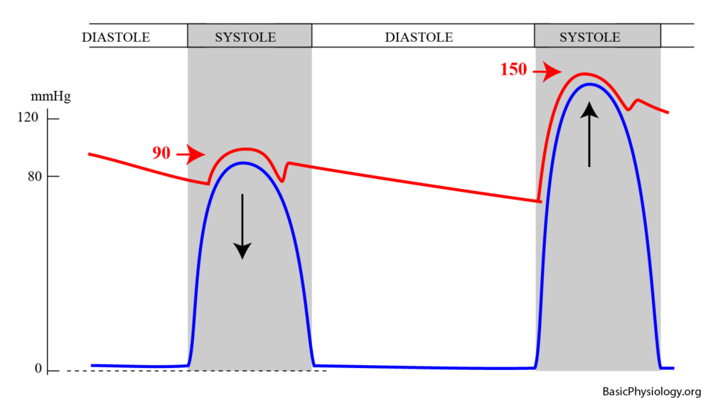 The influence of the ventricular contraction force on the systolic blood pressure