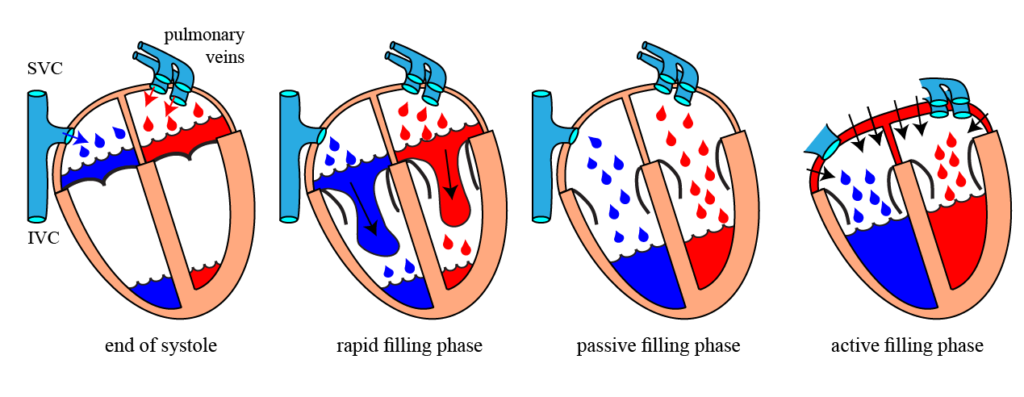 The three phases of the ventricular diastole