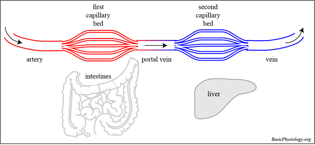 Diagram of the portal venous system with a first capillary system in the intestines and and a second in the liver