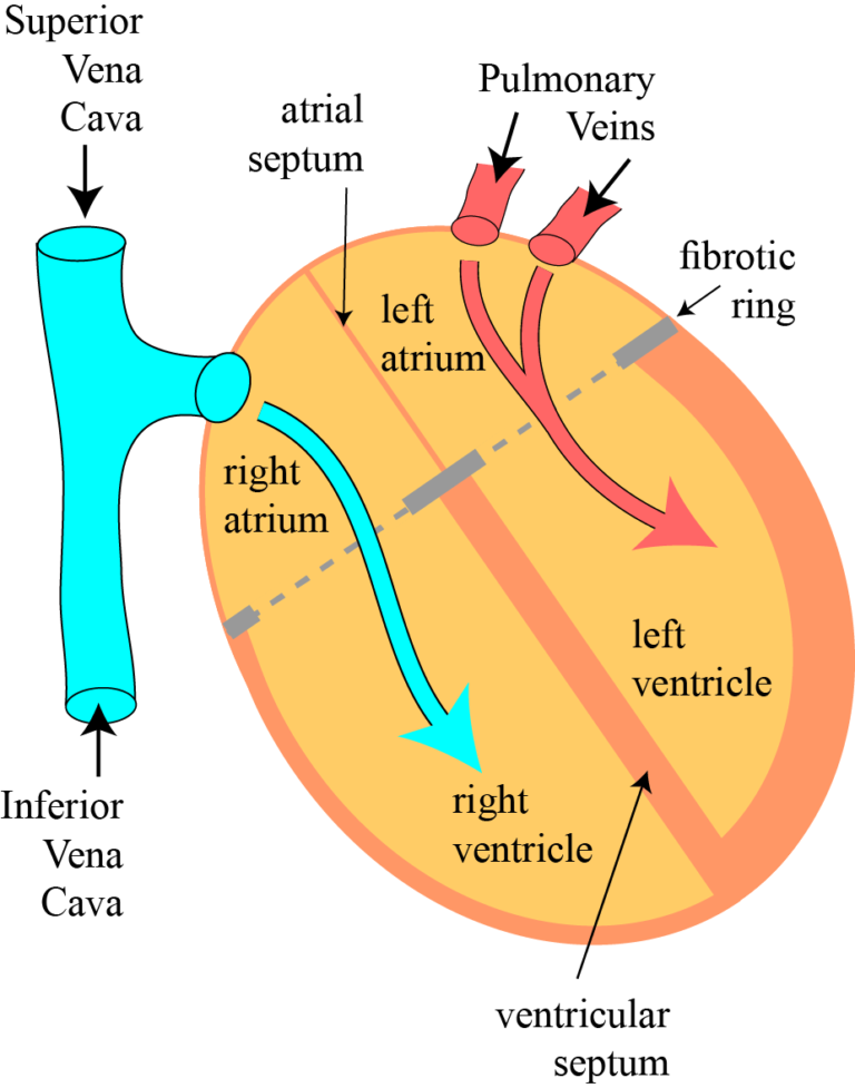 Diagram of the flow of arterial and venous blood through the left and the right heart