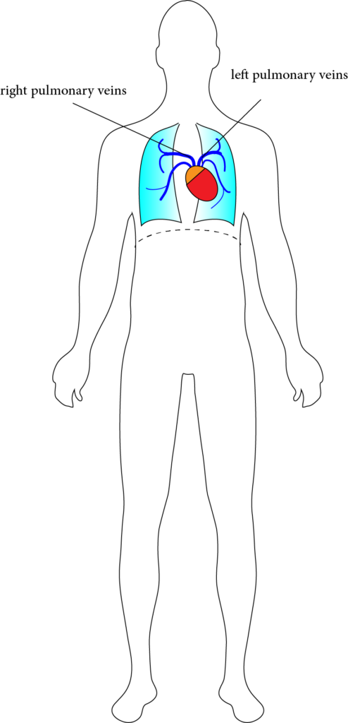 Pulmonary venous tree