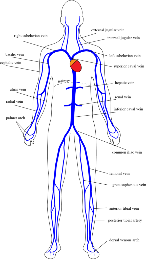 Systemic venous tree