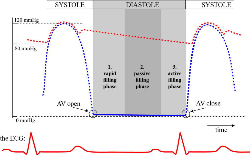 The three phases of the ventricular pressures during diastole