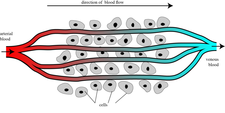 Diagram of the capillary system
