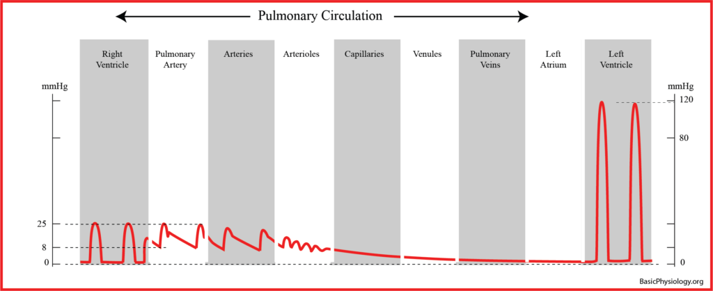Graph of the blood pressure oscillations along the pulmonary circulation