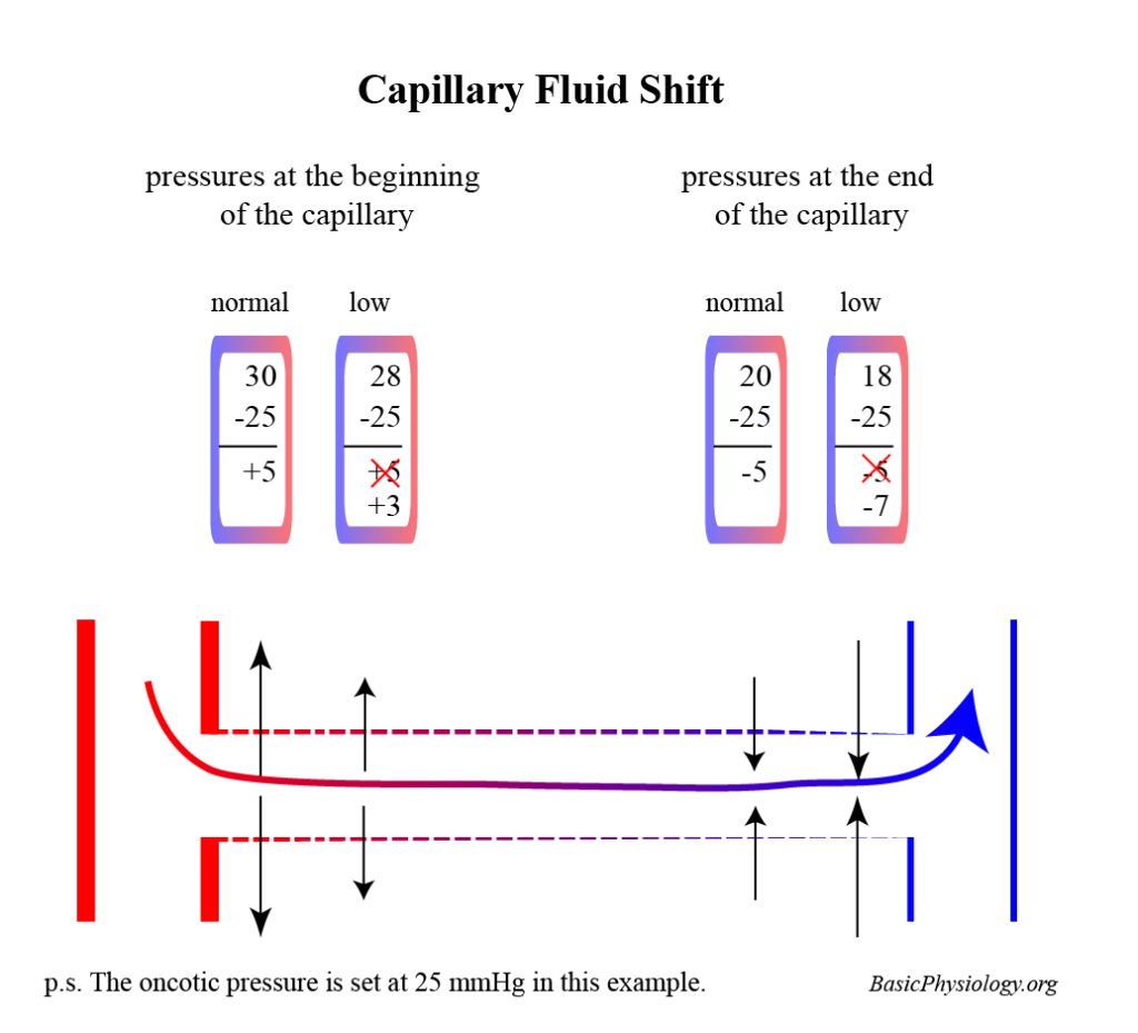 capillary fluid shift may help to restore loss of blood volume and blood pressure