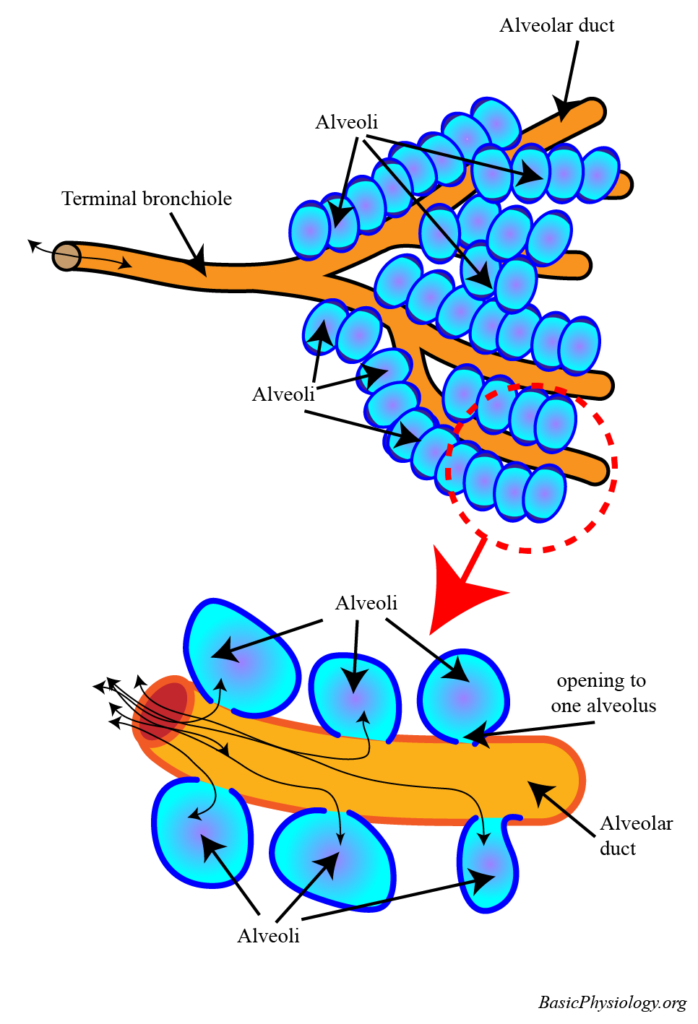 Sketch of the terminal bronchioles and the alveoli
