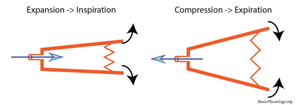 Inspiration and expiration as figured by expanding or compressing an air bellow