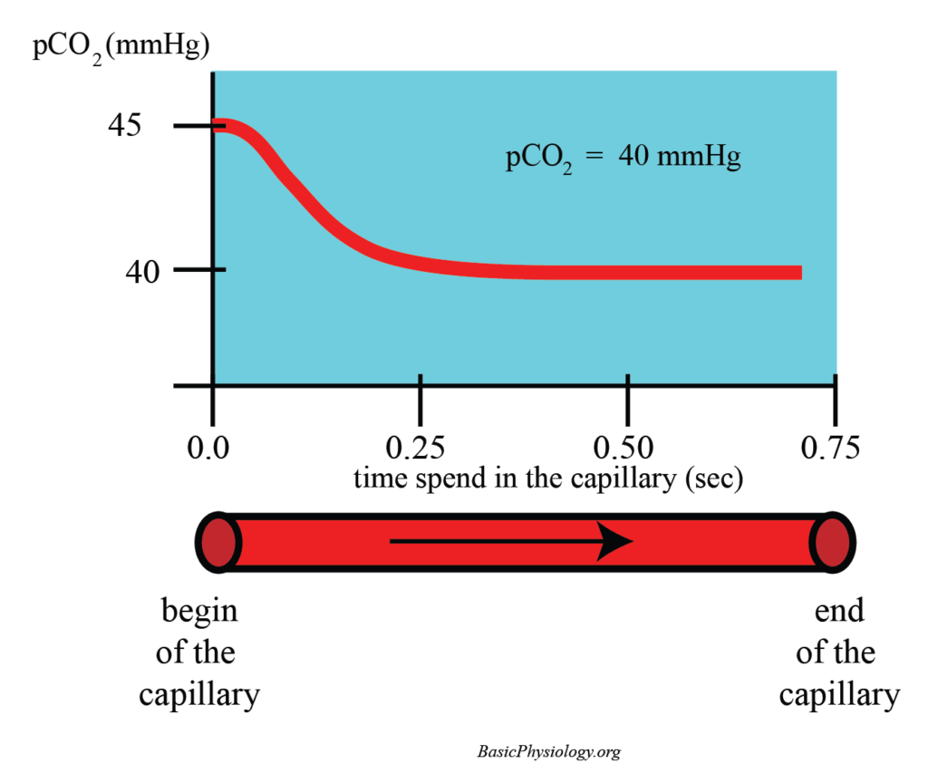 Graph depicting the outflow of carbon dioxide from a capillary in the lungs