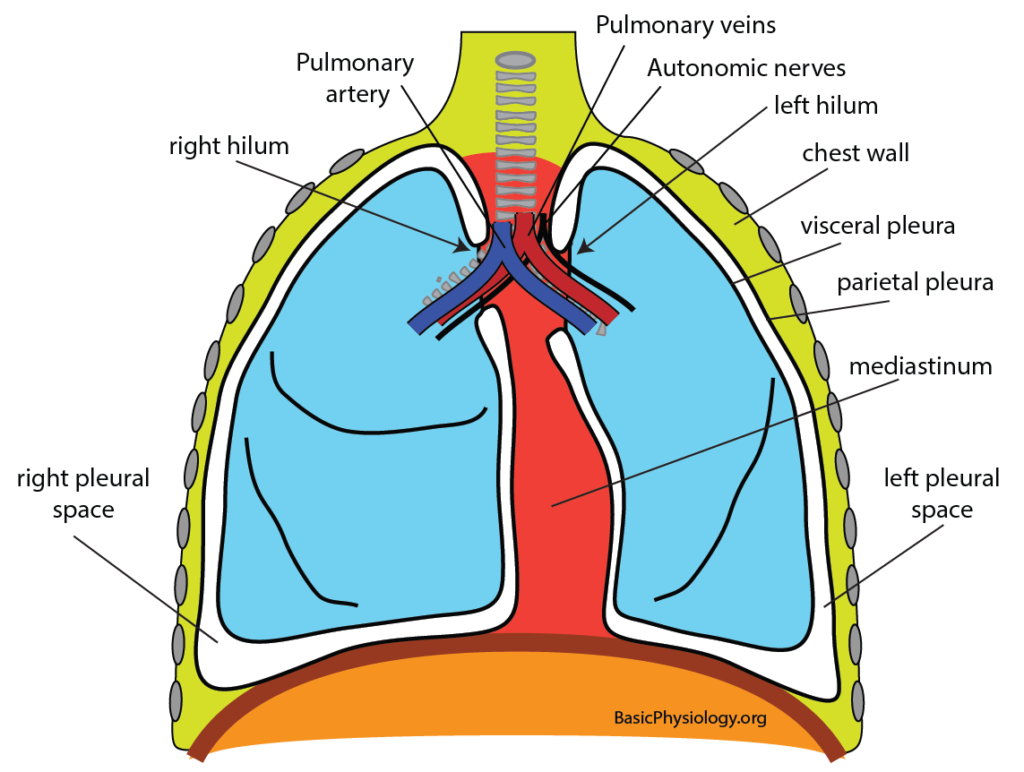 Diagram of the anatomical structures surrounding the lungs