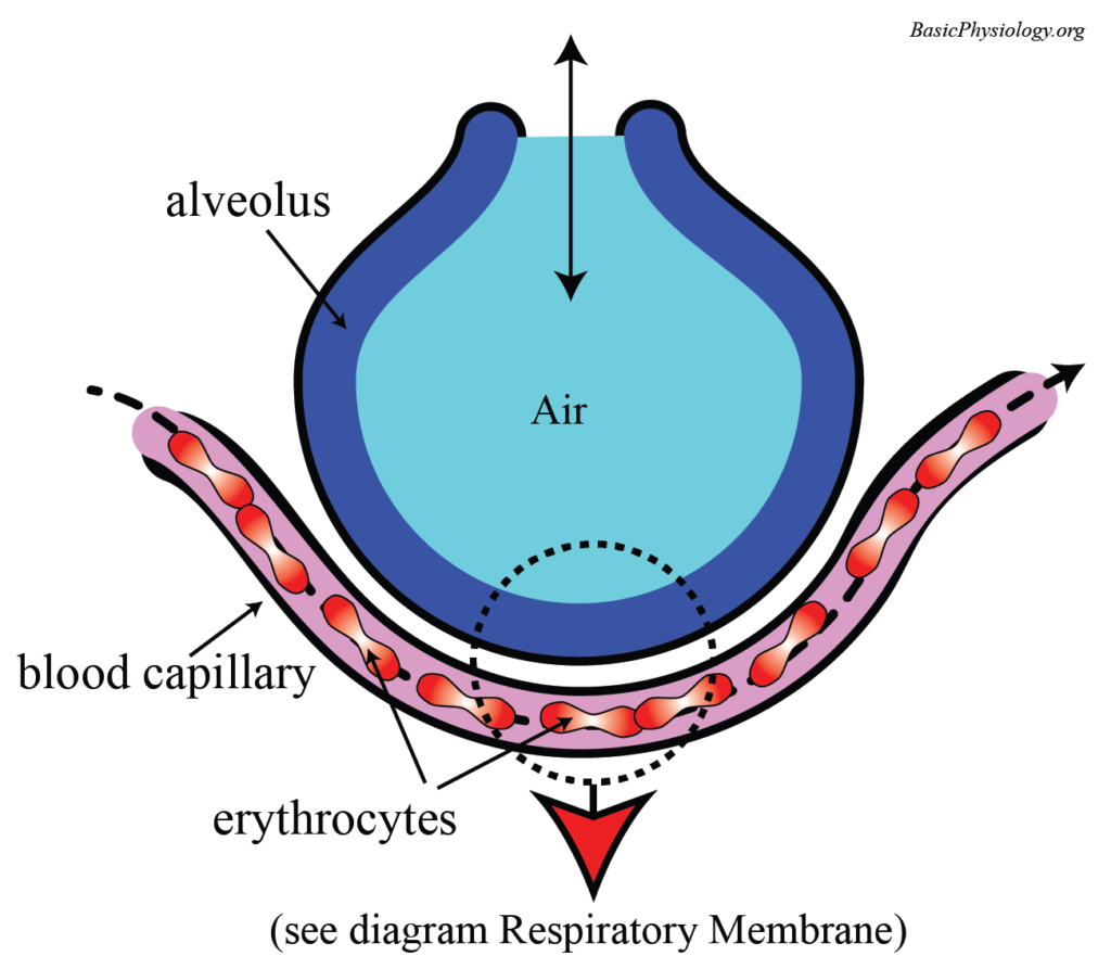 Sketch of a alveoli and a capillary in the lungs