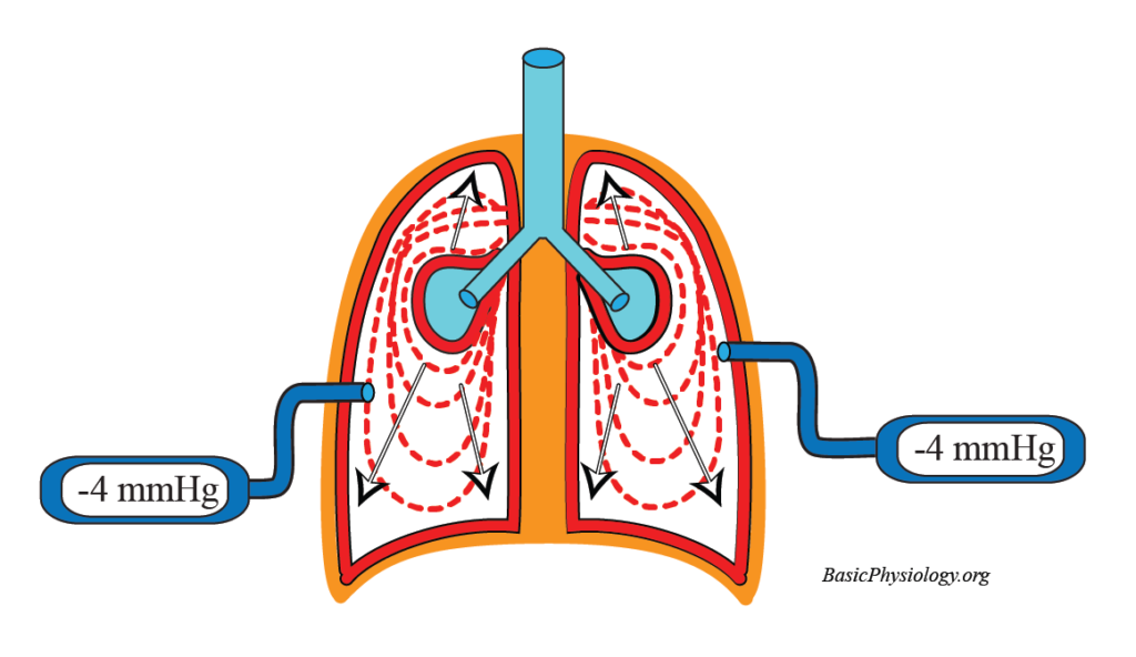 Animation of the expansion of the lungs caused by a decrease in pleural pressure
