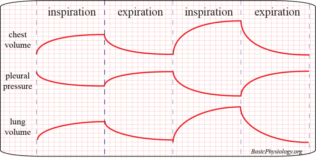 Diagram of the variations in chest volume, pleural pressure and lung volume during inspiration and expiration