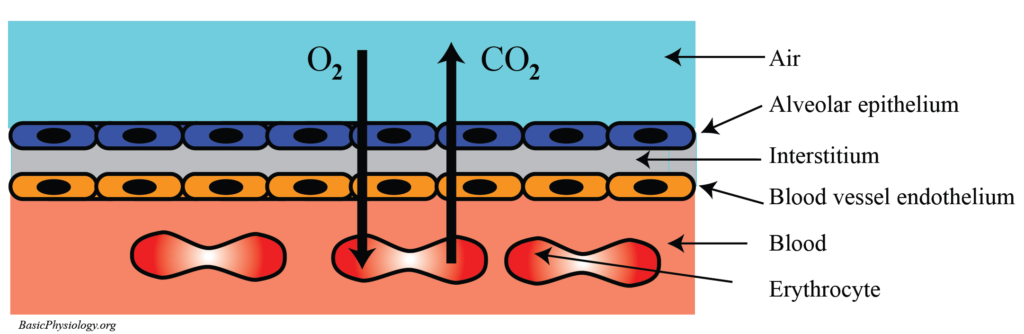 Sketch of the cellular components of the respiratory membrane