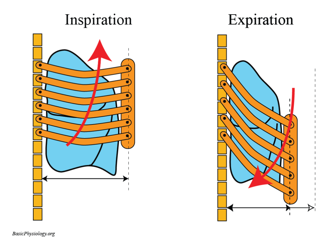 Diagram of the lung and the and the rib cage during inspiration and expiration