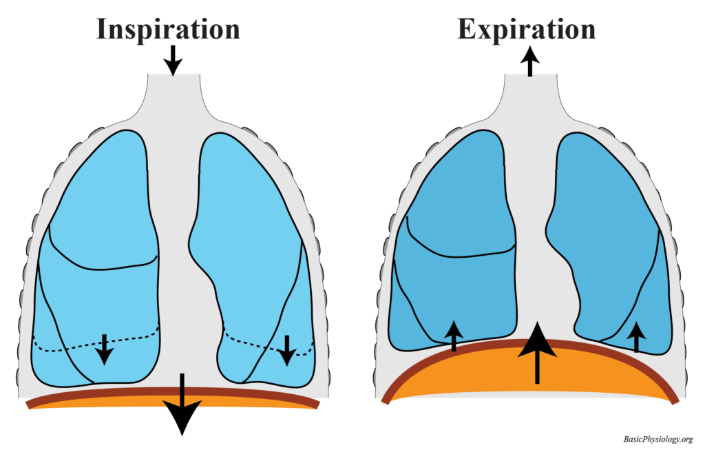 Diagrams of the lungs and the diaphragm during inspiration and expiration