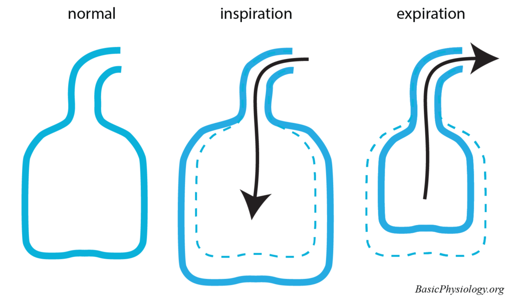Size of a hypothetical lung as a bottle during inspiration and expiration