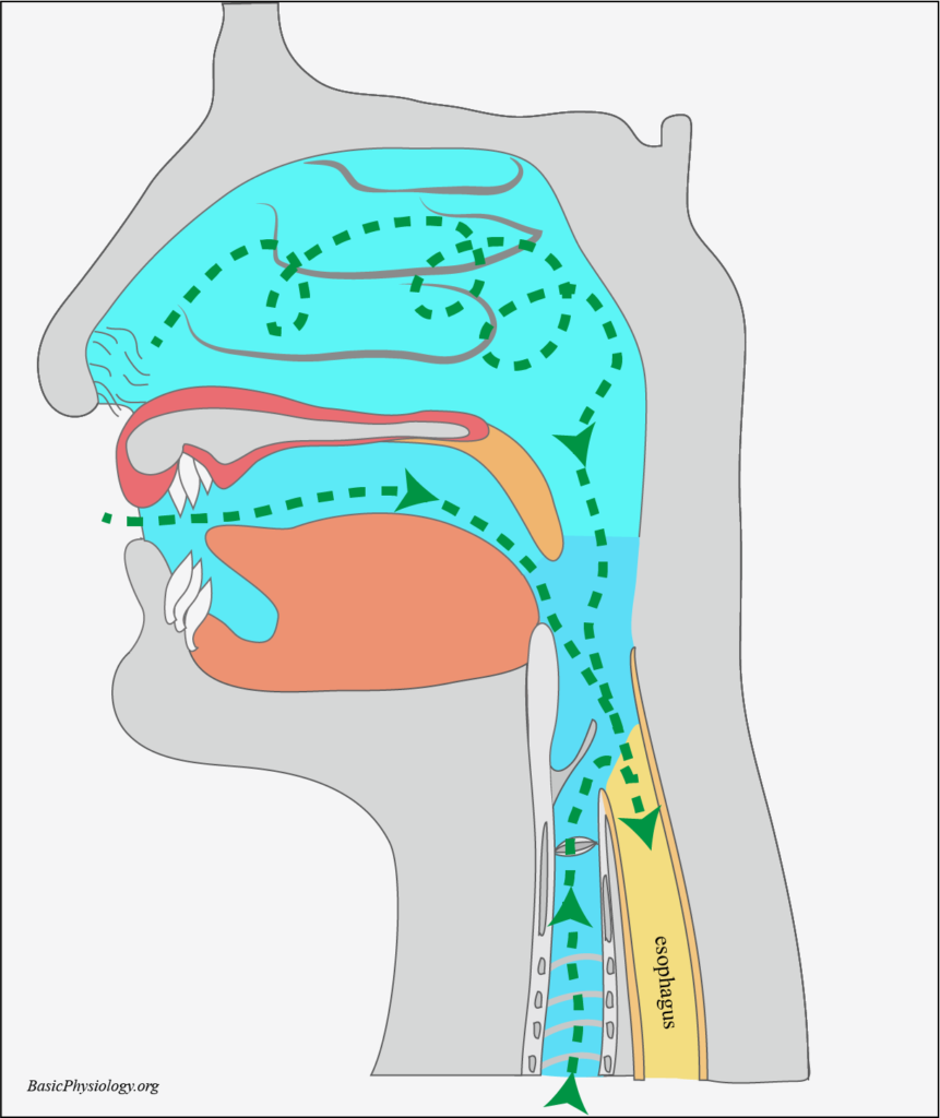 Airflow pathway along the respiratory mucosa in the nasal and oral cavities and the pharynx