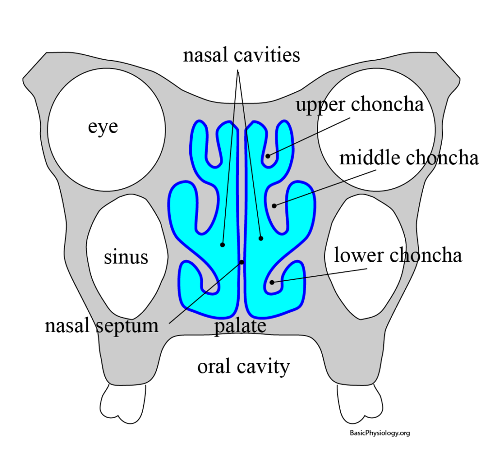 Diagram of the nasal cavities; upper, middle and lower choncha's