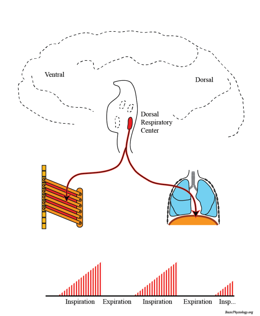 Diagram of the dorsal respiratory center and its function in the respiratory system