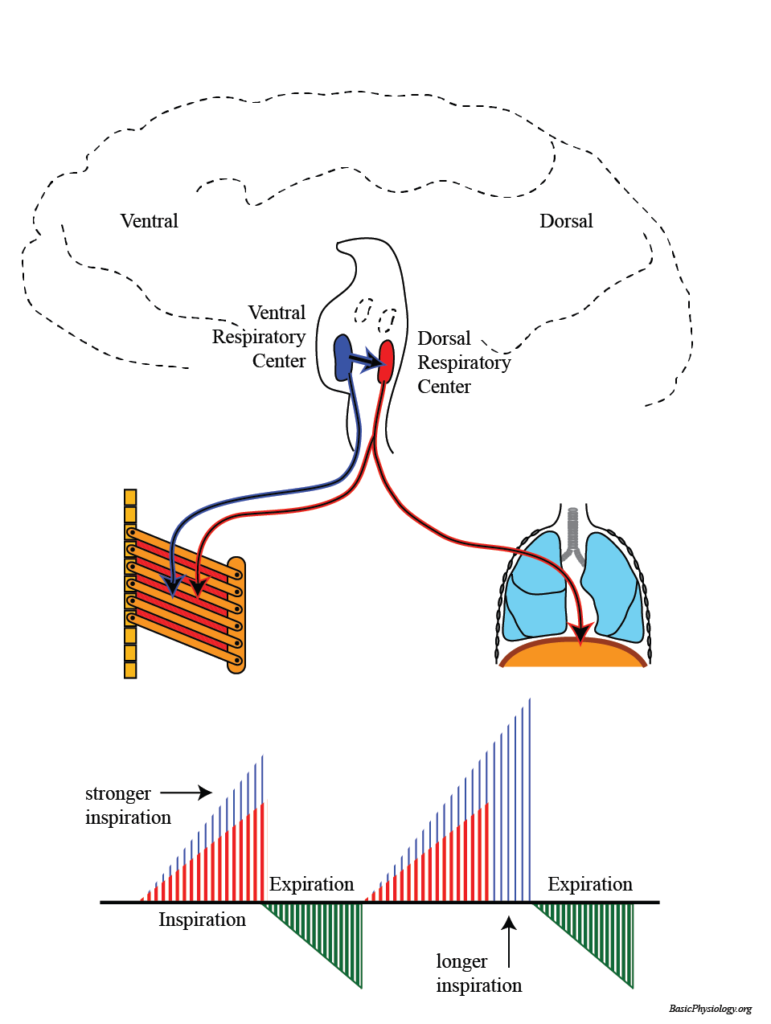 Diagram of the ventral and dorsal respiratory centers and their function in the respiratory system