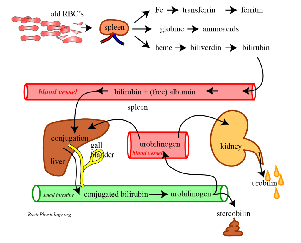 Diagram of the destruction of old erythrocytes in spleen, liever and kidney