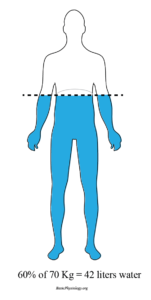 Diagram of a human body to show that the body contains/consists of 60% body fluids (water)