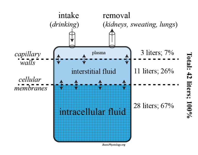 Amount of water distributed in plasma (7%), interstitial fluid (26%) and intracellular fluid (67%)