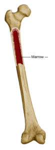 Photograph of a bone marrow
