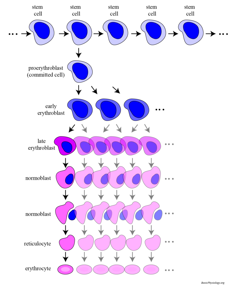 Production of erythrocytes from stem cells to erythrocytes