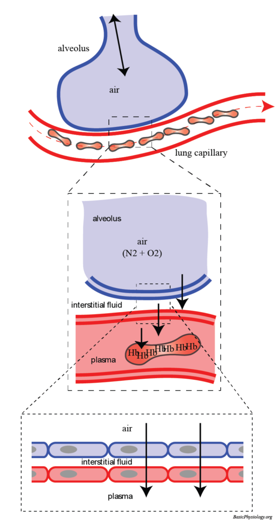 Diagram to show the diffusion of oxygen from the alveoli to the erythrocytes